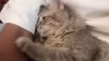 cat