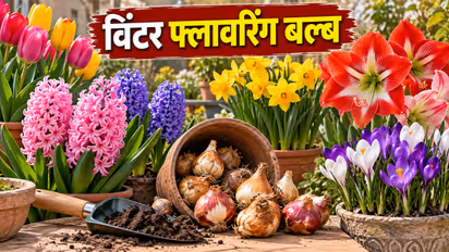 winter flower bulbs