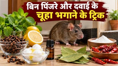 rat repellent home remedies
