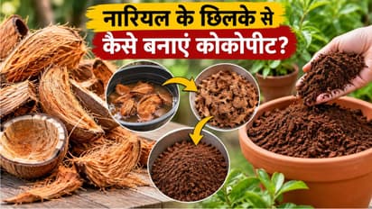 homemade cocopeat for plants