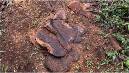 Timber Poaching