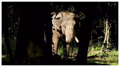 elephant