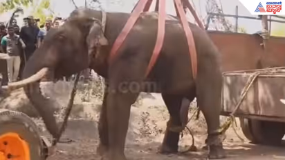 Elephant Shaurya