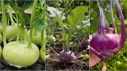 Kohlrabi or Cabbage