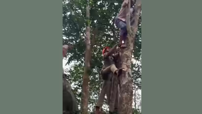 rubber tree rescue
