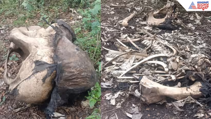 Wild elephant carcass