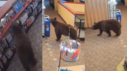Curious Bear Explores California Library Before Raiding Staff Snacks