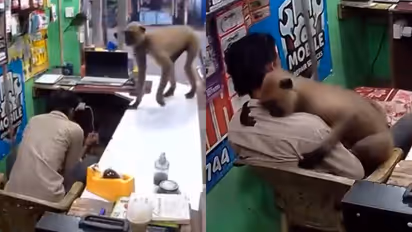 Wild Langur Gently Hugs a Shopkeeper Inside a Mobile Repair Shop in Odisha