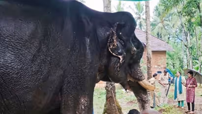 elephant suffering from malnutrition in kozhikode case registered against owner