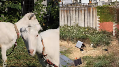 Tokyo railway station goats