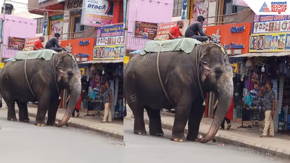 Lakshmi Elephant