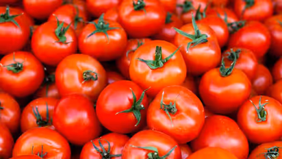 tomato
