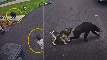 Brave Pet Dog Protects Child from Bear Attack