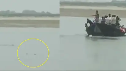 Crocodile Attack in Saryu River
