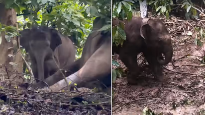 Baby Elephant Emotional Farewell to Dead Mother