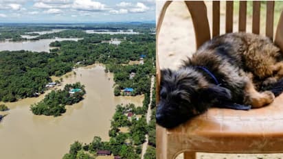 Boy Goes Missing After Rescuing Pet Puppy
