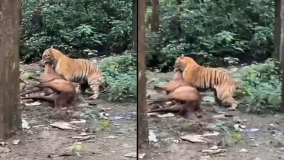 Tiger Hunts Horse in Ramanagara Village