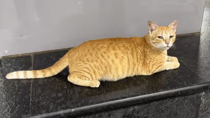 Viral Metro Station Cat Gets an Official Position