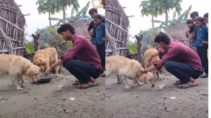 Two Dogs Swim Across Floodwaters to Reach up