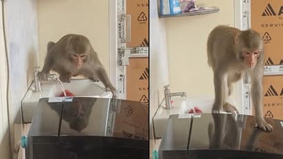 hirsty Monkey Drinks Water From Tap and Turns It Off