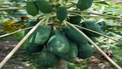 papaya in Pots