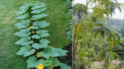 Pumpkin and moringa in Indian cuisine