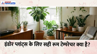 Indoor Plants Temperature