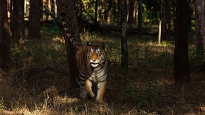 Pench National Park Nagpur