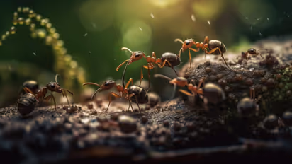 Home remedies for Red ants