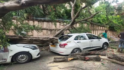 Tree falls on car