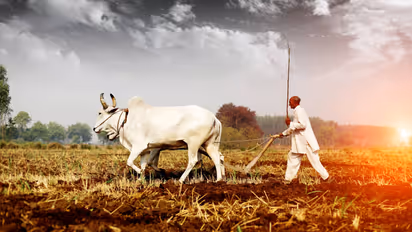 Halharini Amavasya 2025