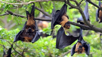 Black flying foxes