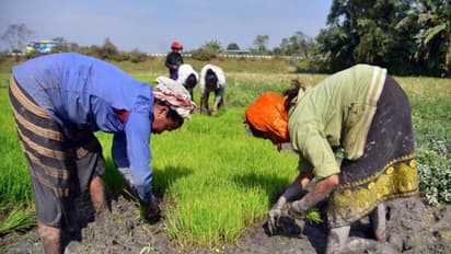 Farmers working in fields 