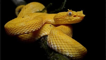 Golden lancehead viper