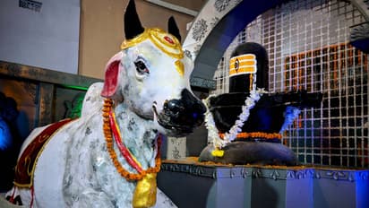 sawan 2025 nandi avtar