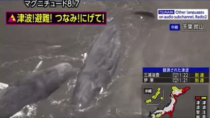 Whales have washed up along the coast of Japan