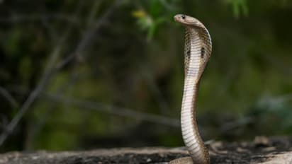 Child bitten by black cobra
