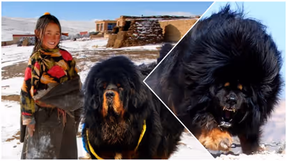 Tibetan Mastiff Dog