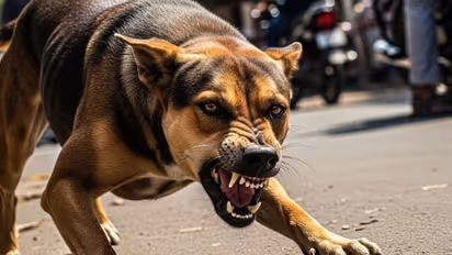 Dog Carries Infant Remains