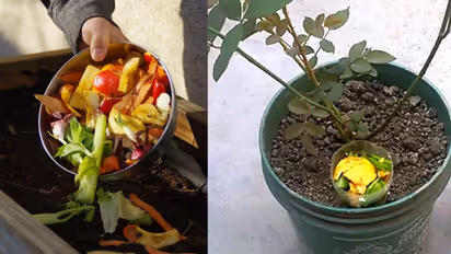 Make Homemade 3 DIY Fertilizers for Plants