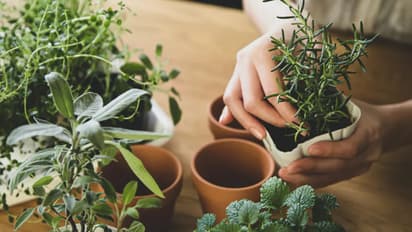 7 medicinal plants Must grow at home​ Garden