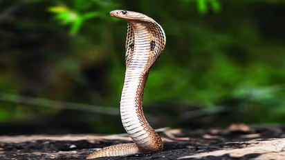Plants That Attract Snakes