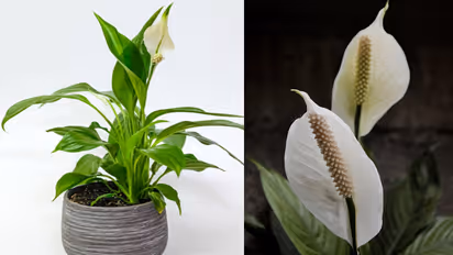 peace  lilies care tips