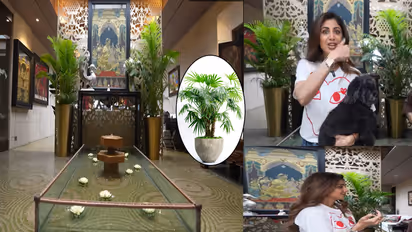 Shilpa Shetty House Plant