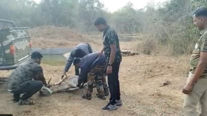 Puthur zoological park kerala dogs attack deer security failure