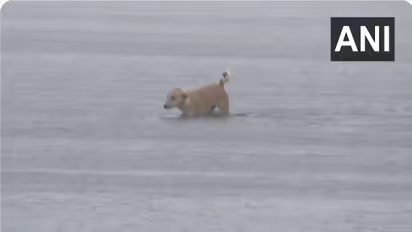 Cyclone Ditwah Chennai