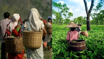  assam tea garden workers land rights st status bill reform 