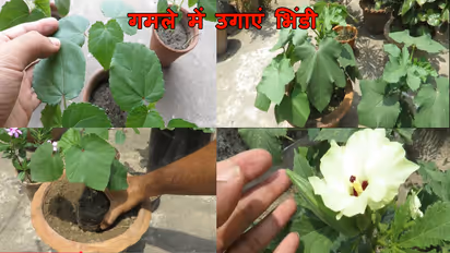 How to grow okra in pots