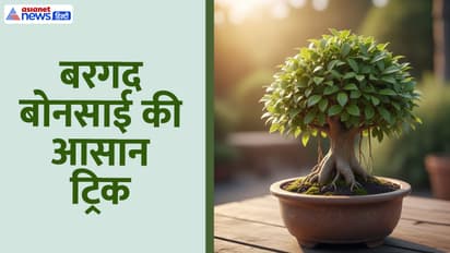 Banyan tree planting