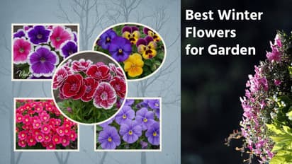 Flowers to plant in December